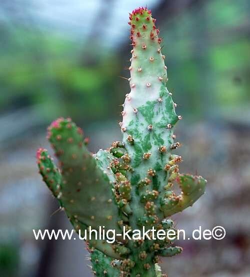 Opuntia vulgaris f. variegata