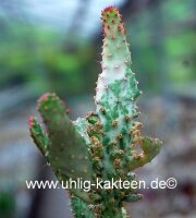 Opuntia vulgaris f. variegata
