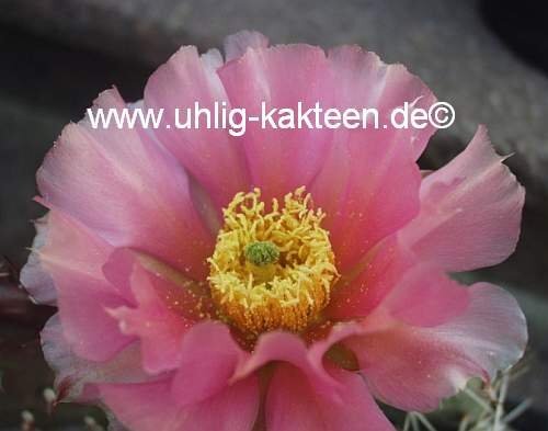 Opuntia xanthostemma (dw)