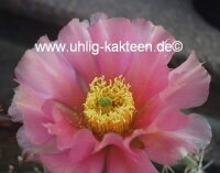 Opuntia xanthostemma (dw)