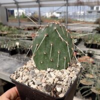 Opuntia xanthostemma (dw)