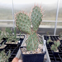 Opuntia xanthostemma (dw)