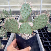 Opuntia xanthostemma (dw)