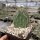 Opuntia xanthostemma (dw)