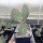 Opuntia xanthostemma (dw)
