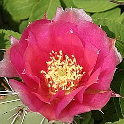 Opuntia rhodantha Hybr. Kurt  rote Blüte (dw)
