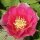 Opuntia rhodantha Hybr. Kurt  rote Blüte (dw)