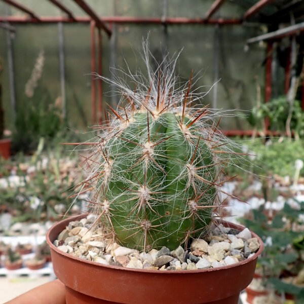 Oreocereus celsianus Südbolivien bis Nordargentinien, bis 3700 m