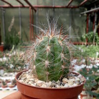 Oreocereus celsianus Südbolivien bis...