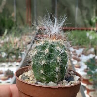 Oreocereus celsianus Südbolivien bis...