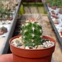 Oreocereus celsianus Südbolivien bis Nordargentinien, bis 3700 m