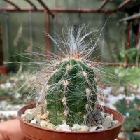 Oreocereus celsianus Südbolivien bis Nordargentinien, bis 3700 m