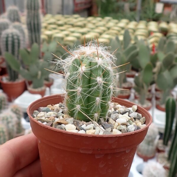 Oreocereus fossulatus