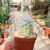 Oreocereus trollii