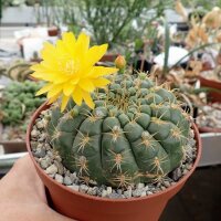 Oroya borchersii Cordillera Blanca, Peru