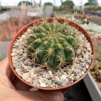 Oroya borchersii Cordillera Blanca, Peru