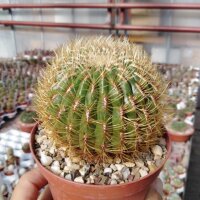 Oroya neoperuviana KK 372