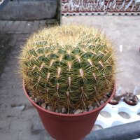 Oroya neoperuviana KK 372