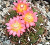 Oroya peruviana