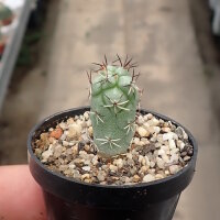Ortegocactus macdougalii