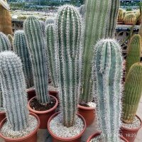 Pachycereus pringlei