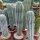 Pachycereus pringlei