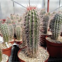 Pachycereus pringlei