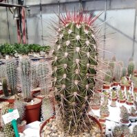 Pachycereus pringlei