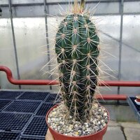 Pachycereus pringlei