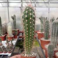 Pachycereus pringlei