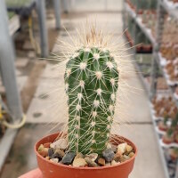 Pachycereus pringlei