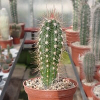 Pachycereus pringlei