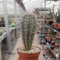 Pachycereus pringlei