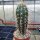 Pachycereus pringlei