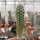 Pachycereus pringlei