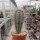 Pachycereus pringlei
