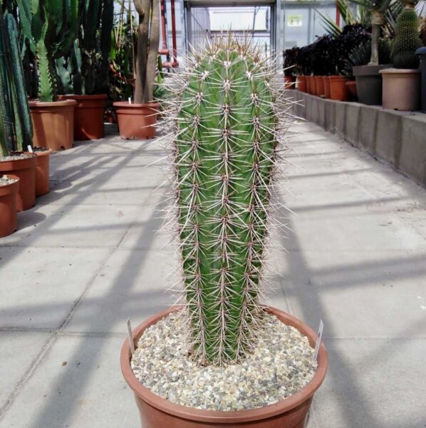 Pachycereus pringlei Cardon L