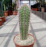 Pachycereus pringlei Cardon L