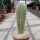 Pachycereus pringlei Cardon L