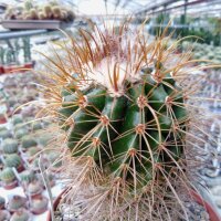 Parodia aureicentra spec. aff. BOS 199