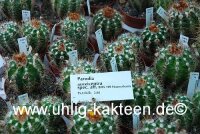 Parodia aureicentra spec. aff. BOS 199
