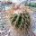 Parodia aureicentra spec. aff. BOS 199