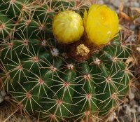 Parodia buenekeri