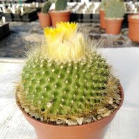 Parodia chrysacanthion