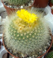 Parodia chrysacanthion