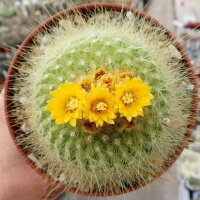 Parodia chrysacanthion