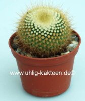 Parodia chrysacanthion L 468