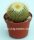 Parodia chrysacanthion L 468