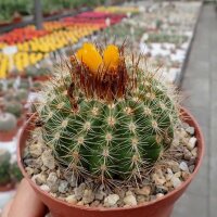 Parodia comarapana