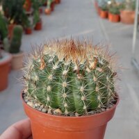 Parodia comarapana